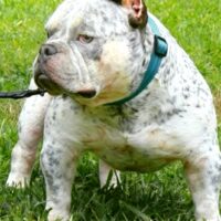 1st COAST BULLYS RUBBLE