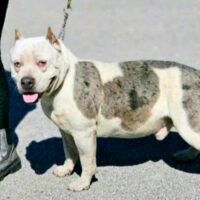 BAELFIRE’S GALAC’TIC GLACIER!