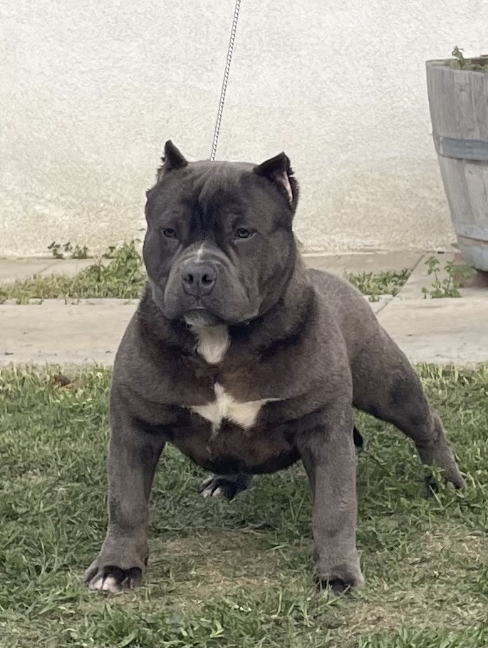 Dog Featured Image