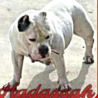 SAPPSBULLIES HADASSAH N HARRIS