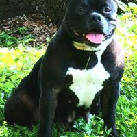 BAELFIREKENNELS JUNGLE COOKIEZ!