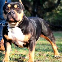 BSBKS MILEENA’S FATALITY aka MILEE