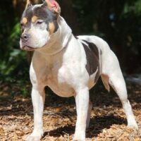 BSBKS BLAK SEQUOIA OF BAELFIRE