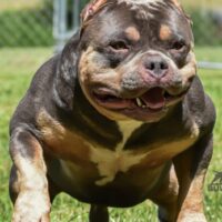 GrCh LABC’S JAWS 2