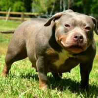 RTB LILLY PAD OF THE BULLY MARKET