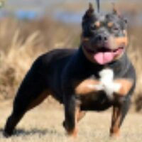 BULLGATORS REA SKYWALKER