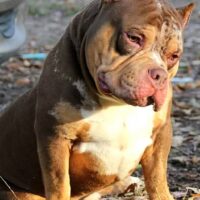 BULL GATORS CASH ME OUT