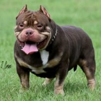 BULL GATORS GUCCI MAN