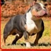 OPTIMUMS SUICIDE OF BWA