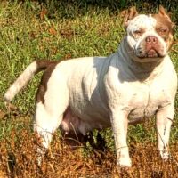 BAELFIRE’S TRI MY FAJITA!