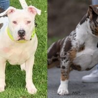 Gravity bullies bueno X Legendbullyz Antwerp Lola