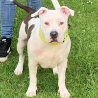 legendbullyz Antwerp Lola