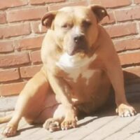 legendbullyz Antwerp Wafke