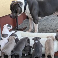 Bloodline Kennel’s Hunter