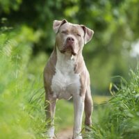 Legendary Island Bully’s Legend