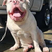 Dog Featured Image
