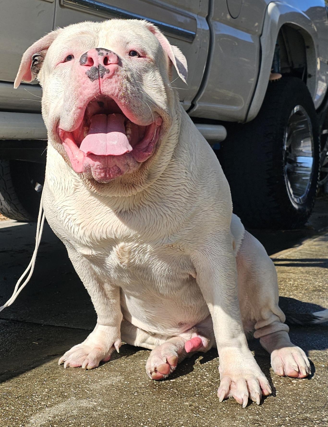 Dog Featured Image