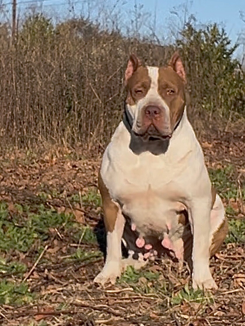 Dog Featured Image