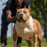 Maximus on Miami Beach