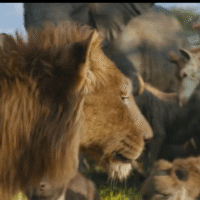 Top dog breeding on the way