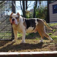 Coca and top dog breeding