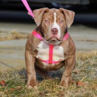 Enzo Bullies Onyx of Grizzly Cartel Bully Kennel