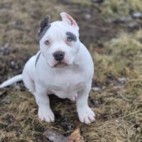 Brazil of MV Howells XL American bully llc