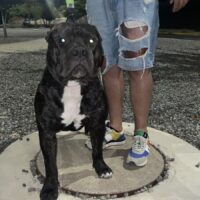 Gapchskennelbull MILO