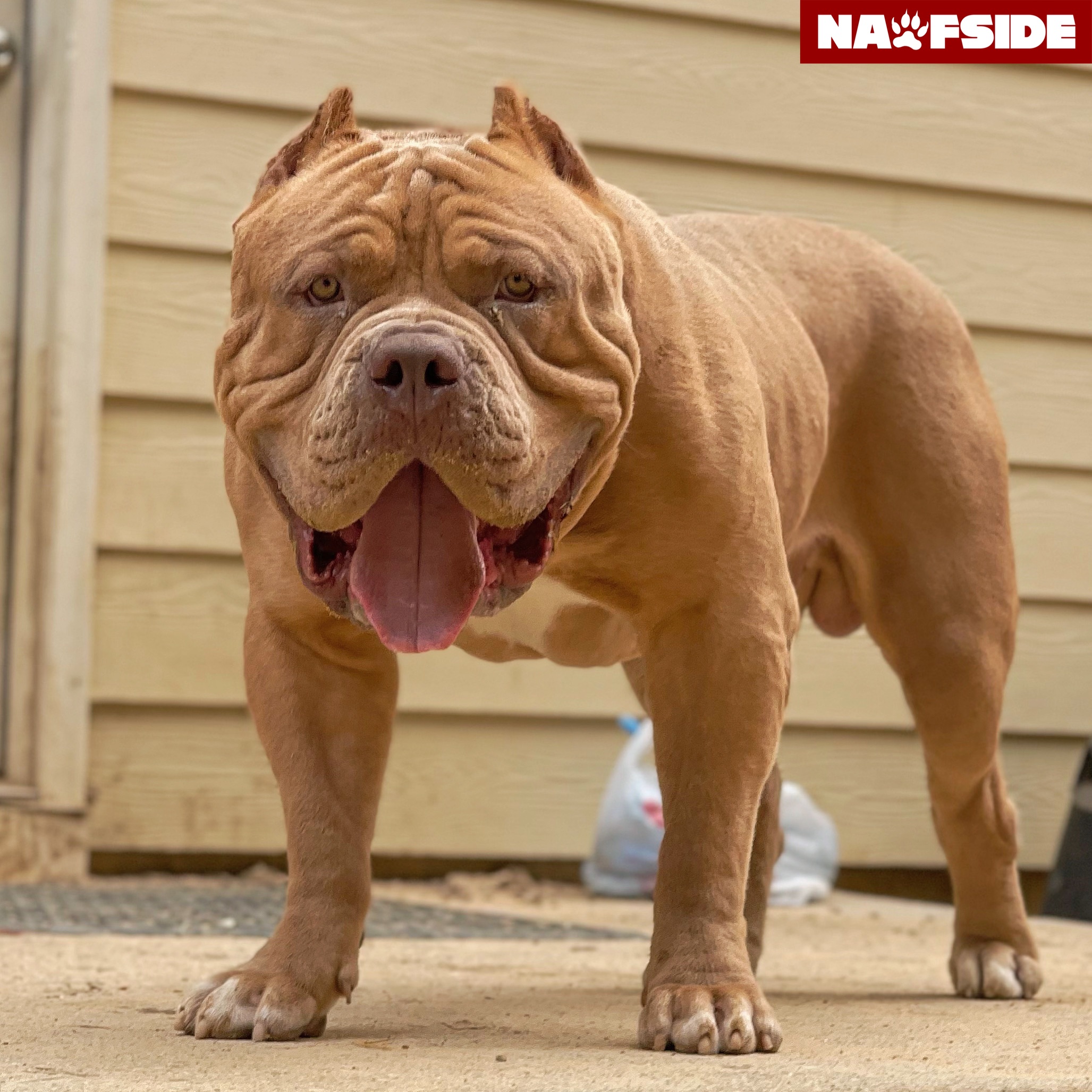 Dog Featured Image