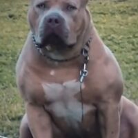 Bayou Boss Bullies Golden Girl