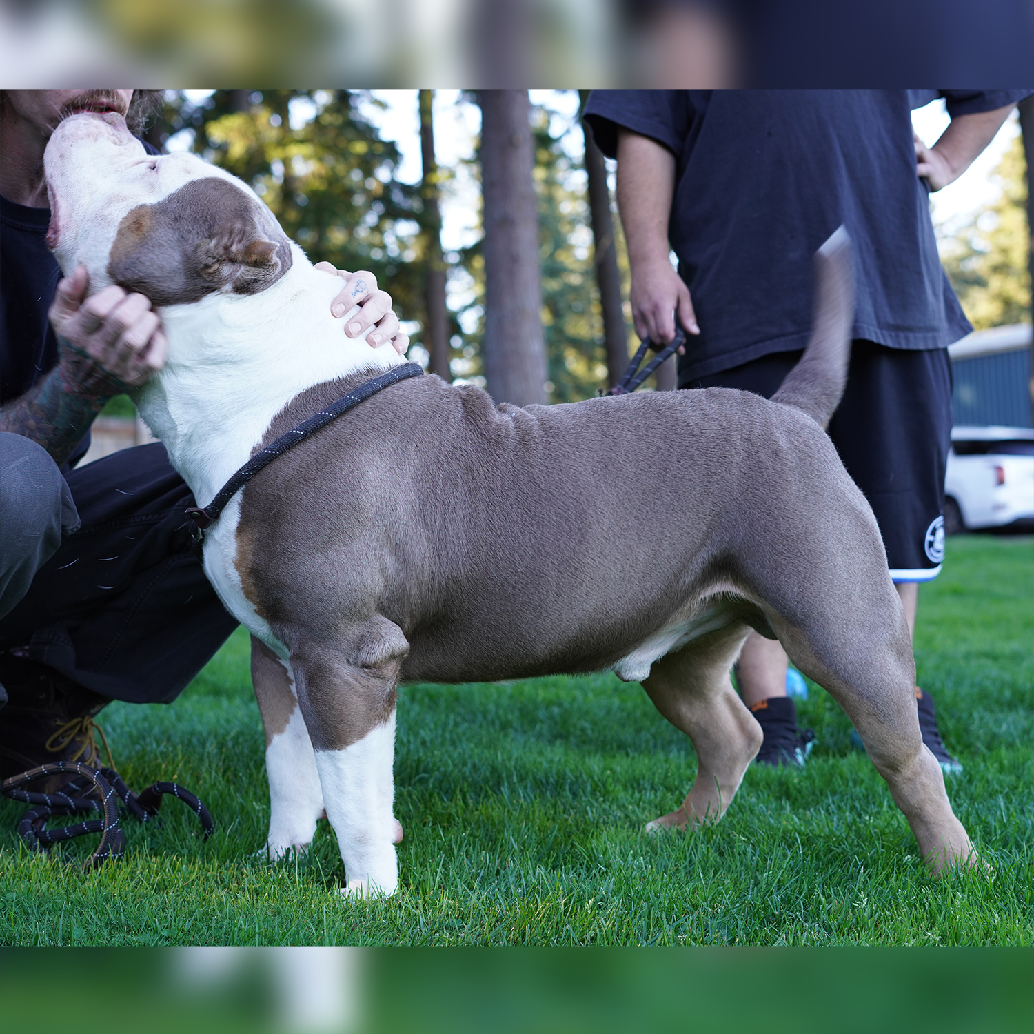 Additional Dog Image