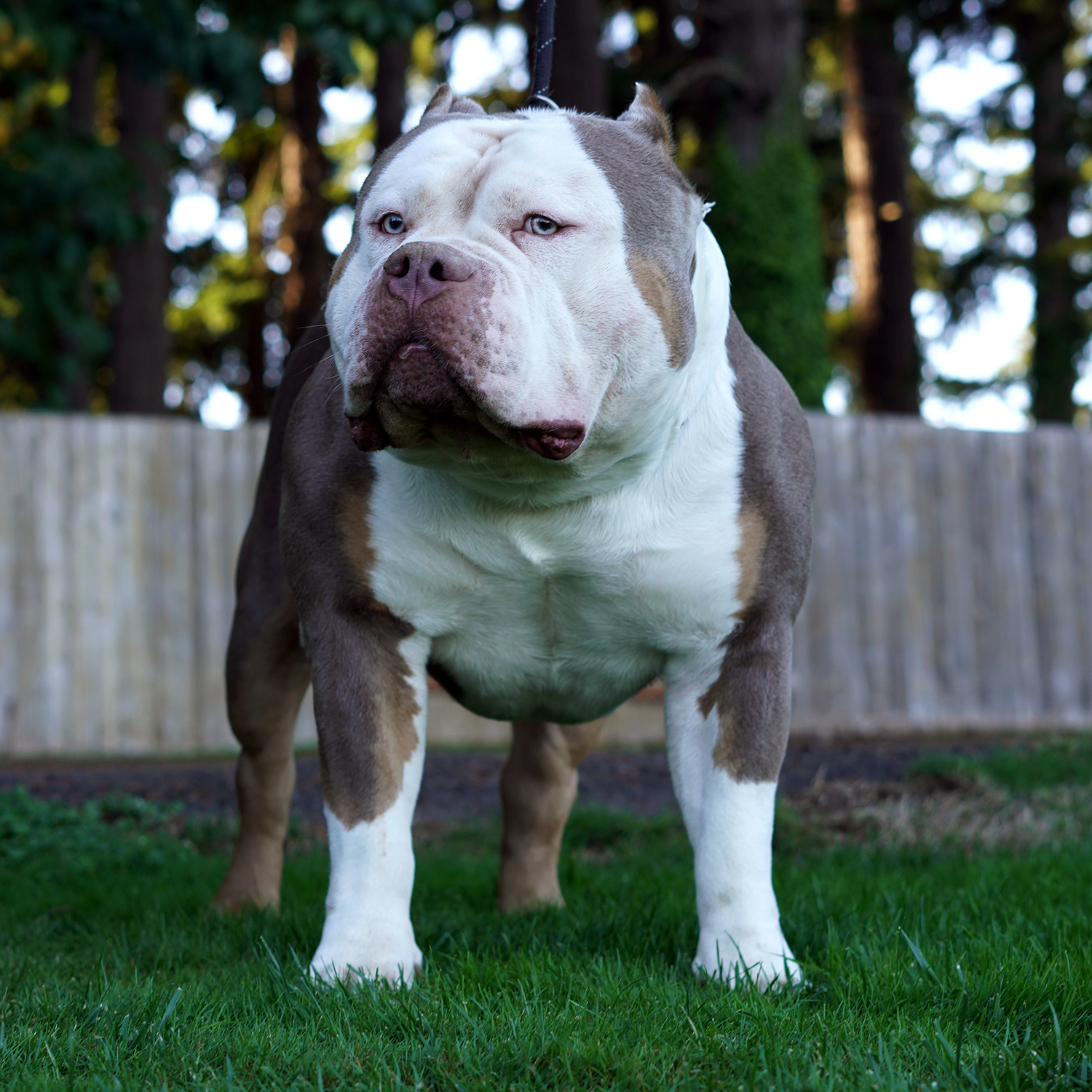 Additional Dog Image