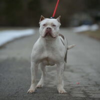 Short Side Daisy May