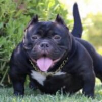 SMALLVILLE BULLIES MISS FRENCHIE