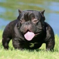 GAME OVER’S MINION