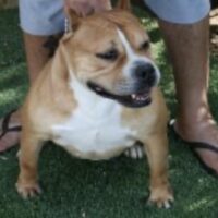 WCG ACE-LINE’S HIDEAWAY CHICA