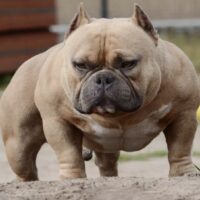 MUSCLETONE’S SUPER SMEAGOL