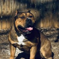 Lions Bully Kennels Moto Moto