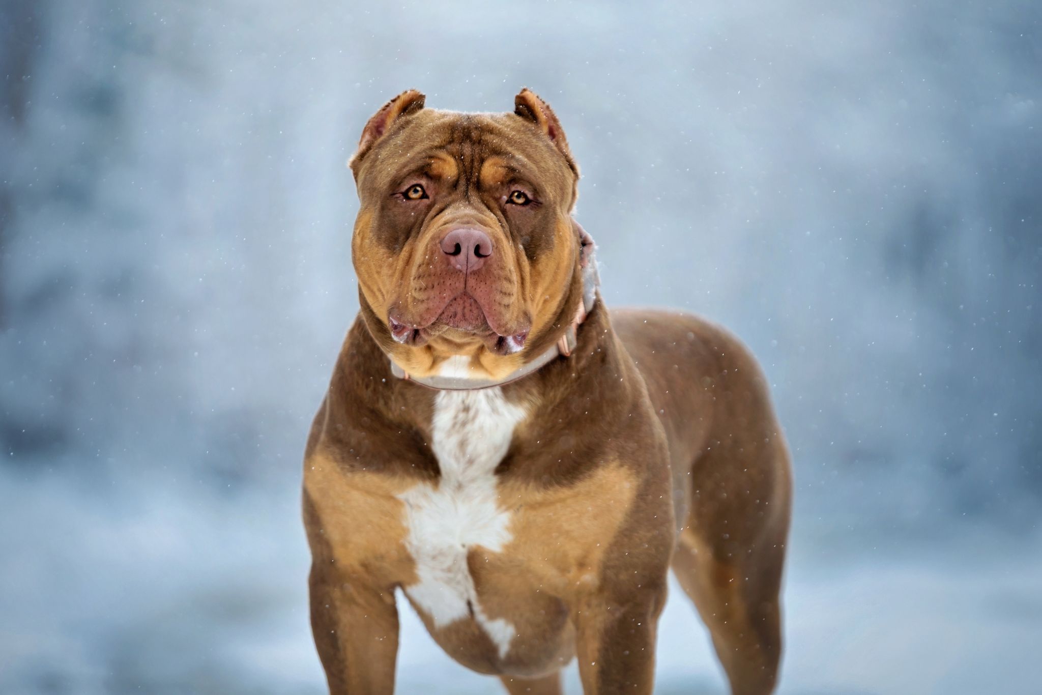 Dog Featured Image