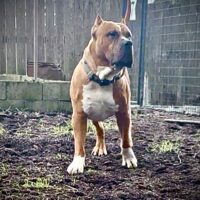 Dog Featured Image