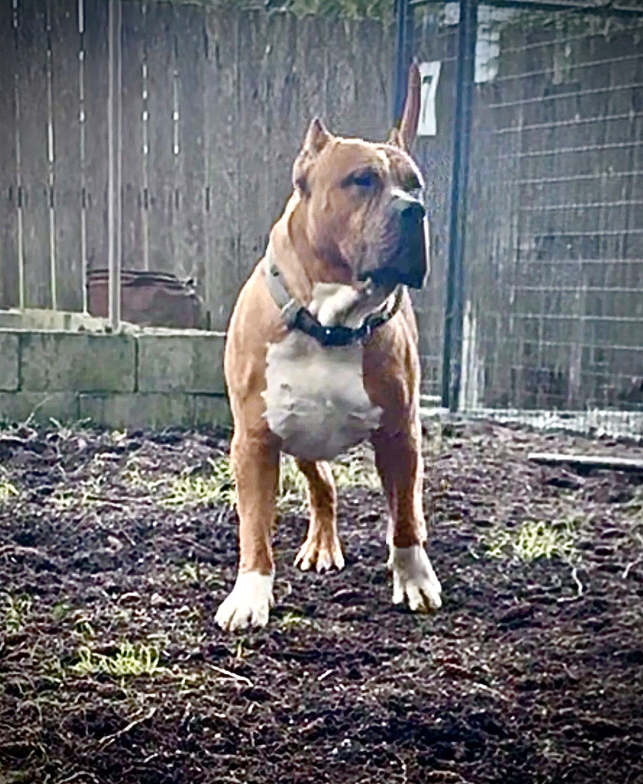 Dog Featured Image