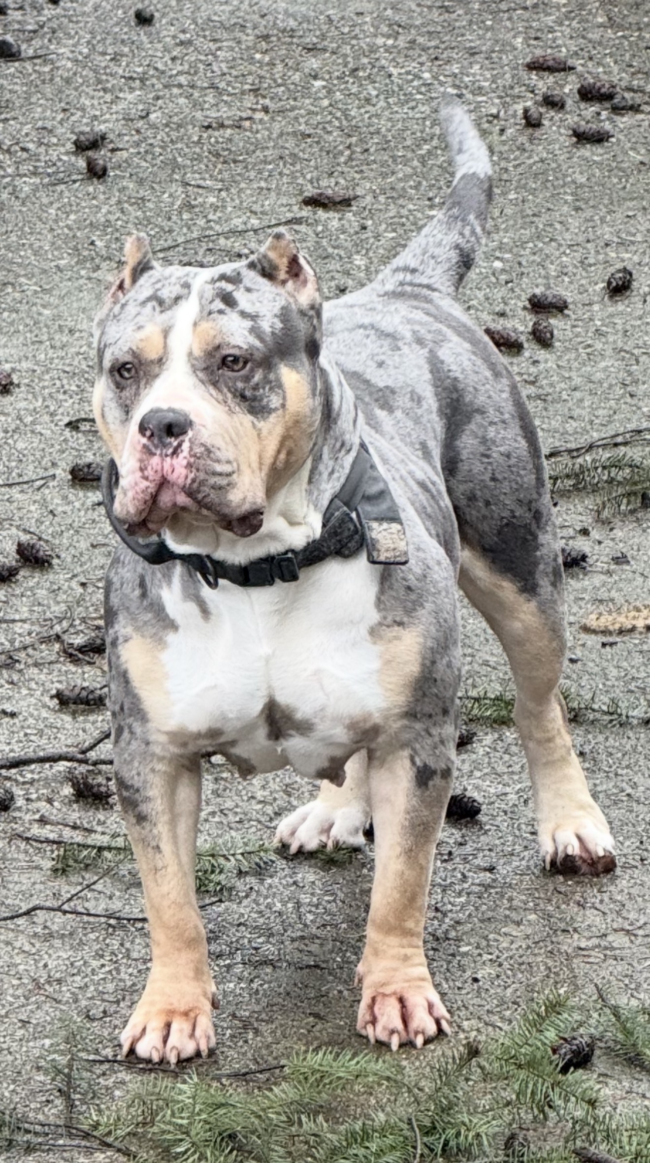 Dog Featured Image