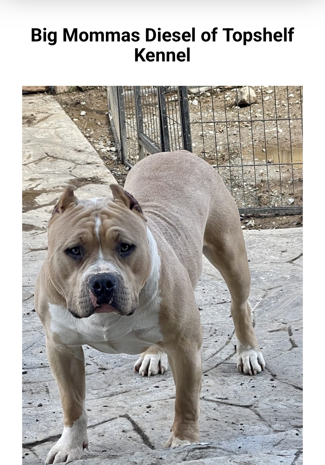 Dog Featured Image