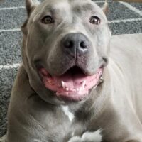 Chacons Medusa bowl of puddin