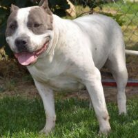 S.E.I. Persephone Dessa Girlfriend