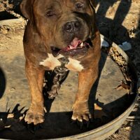 ColeBluuz Mochasippi