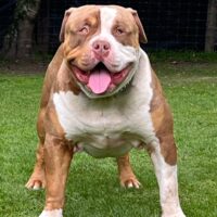 Manutai Blue Damascus