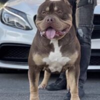 Bossy’s Rico – UK