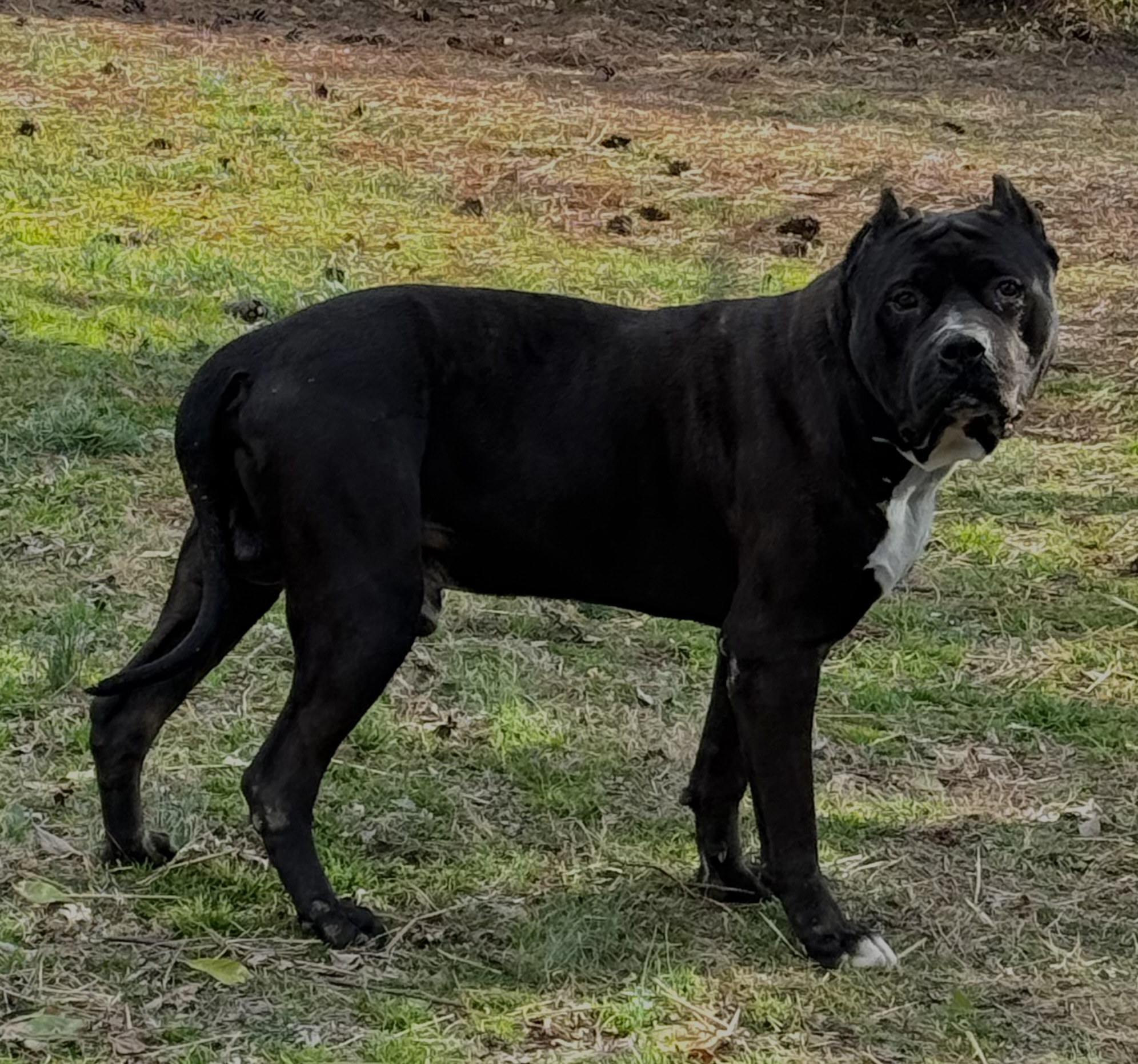 Dog Featured Image