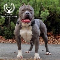 ROYALBLOODLINE SOCALIENTE